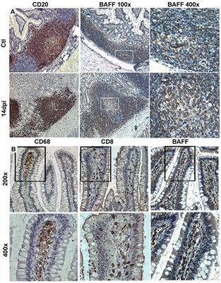 B-Cell-Activating Factor and the B-Cell Compartment in HIV/SIV Infection